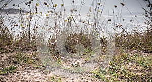 Wild vegetation and a lezard by the sea on the island of Yeu