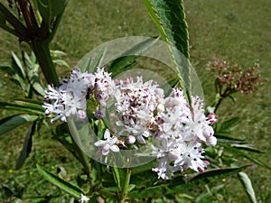 wild vegetation of the mountain forests.