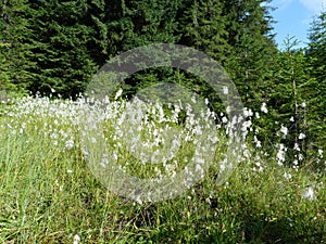 wild vegetation of the mountain forests.