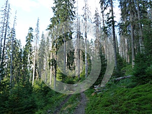 Wild vegetation of mountain forests.