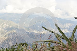 Wild vegetation and mountainous Andean scenery in Santander, Colombia