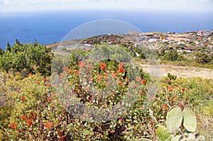 Wild vegetation typical of canary islands, sea and sky