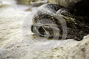 Wild venomous snake