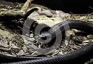 Wild venomous snake