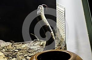 Wild venomous snake