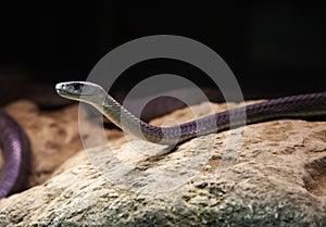 Wild venomous snake