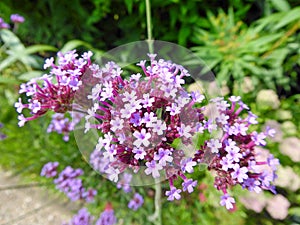 Wild Verbena flowers in bloom