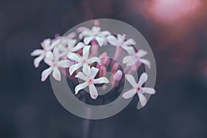 Wild verbena, or Pentanisia Prunelloides, indigenous to Africa