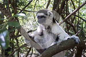 Wild Verreaux s sifaka lemur, portrait - Madagascar