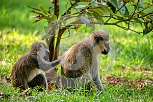 Wild vervet monkeys (Chlorocebus pygerythrus) grooming in the Entebbe Botanic Gardens in Uganda.