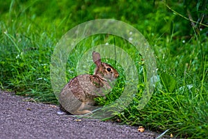 A wild and very cute rabbit