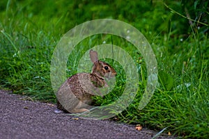 A wild and very cute rabbit