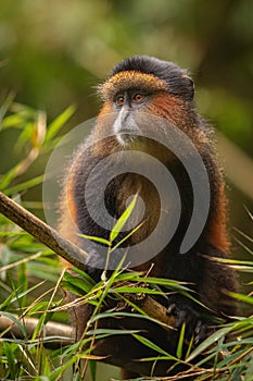 Wild and very rare golden monkey in the bamboo forest