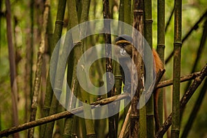 Wild and very rare golden monkey in the bamboo forest
