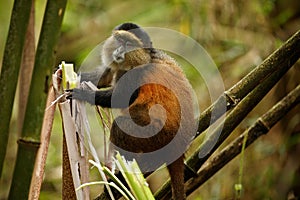 Wild and very rare golden monkey in the bamboo forest