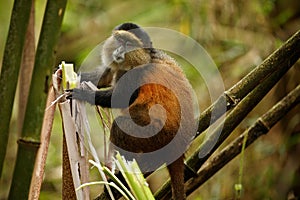 Wild and very rare golden monkey in the bamboo forest photo