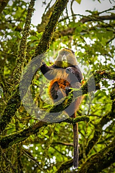 Wild and very rare golden monkey  Cercopithecus kandti in the rainforest. Unique and endangered animal close up in nature habita