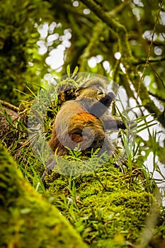 Wild and very rare golden monkey  Cercopithecus kandti in the rainforest. Unique and endangered animal close up in nature habita