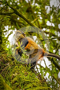 Wild and very rare golden monkey  Cercopithecus kandti in the rainforest. Unique and endangered animal close up in nature habita