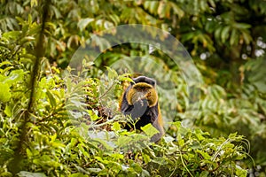 Wild and very rare golden monkey  Cercopithecus kandti in the rainforest. Unique and endangered animal close up in nature habita