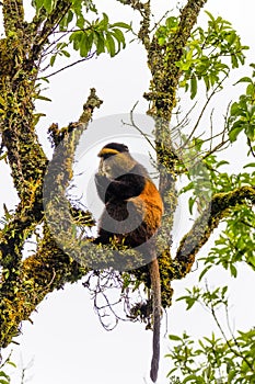 Wild and very rare golden monkey  Cercopithecus kandti in the rainforest. Unique and endangered animal close up in nature habita