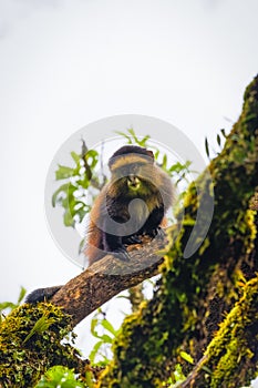 Wild and very rare golden monkey  Cercopithecus kandti in the rainforest. Unique and endangered animal close up in nature habita