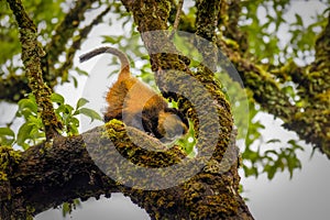 Wild and very rare golden monkey  Cercopithecus kandti in the rainforest. Unique and endangered animal close up in nature habita