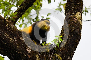 Wild and very rare golden monkey  Cercopithecus kandti in the rainforest. Unique and endangered animal close up in nature habita