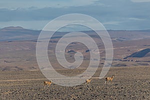 Wild vicugnas or guanacos in Atacama Desert photo