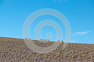Wild vicugnas or guanacos in Atacama Desert photo