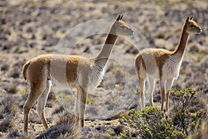 Wild Vicuna