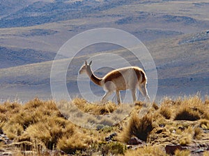 Wild Vicuna on the Altiplano Plateau, Chile