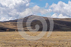 Wild vicuna roaming around the Highlands of Peru