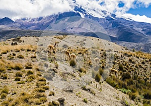 Wild vicunas at the foothills of Chimborazo National park, Ecuador