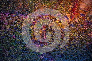 wild vine with red and green leaves climbing