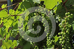 Wild vines and ripening grapes on the fence near the house