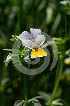 Wild Viola Arvensis, Field Pansy flowerbed abloom. Beautiful wild flowering plant used in alternative herbal medicine. Outdoor photo