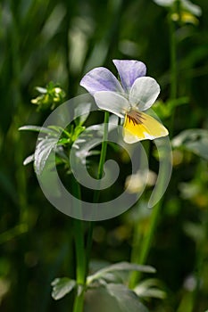 Wild Viola Arvensis, Field Pansy flowerbed abloom. Beautiful wild flowering plant used in alternative herbal medicine. Outdoor photo