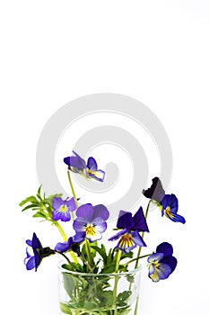 Wild viola flower in a glass vase