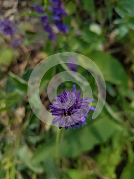 Wild violent flower in green background