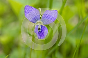 Wild Violet 1