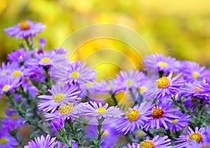 Wild violet asters with dew on yellow autumnal background with space for text. Aster amellus, michaelmas daisies, aster alpinus,