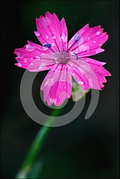 Wild violet carnation parviflorum epilobium photo