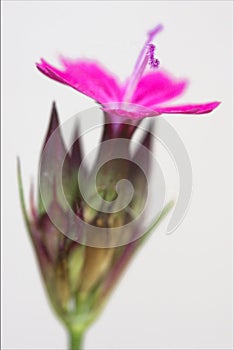 wild violet carnation in white photo