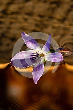 Wild violet flower, macro shot of viola odorata flower isolated on water