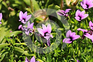 `Wild Violet` flower - Monopsis Unidentata