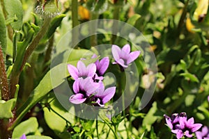 `Wild Violet` flower - Monopsis Unidentata