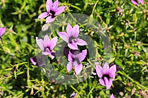 `Wild Violet` flower - Monopsis Unidentata