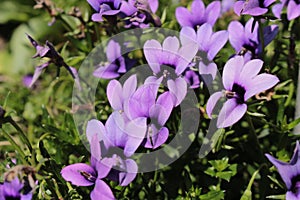 `Wild Violet` flower - Monopsis Unidentata