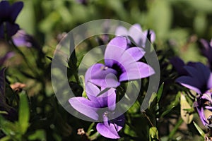`Wild Violet` flower - Monopsis Unidentata